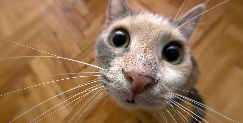 Кошки предпочитают одиночество / Фото: wallls.com