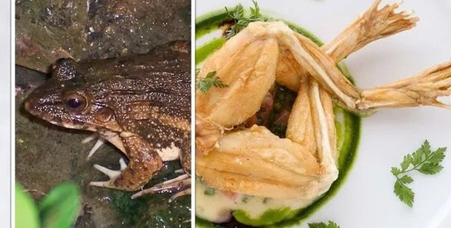 лягушачьи лапки, лягушка