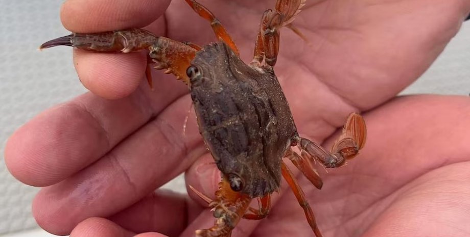 краб, новий вид крабів