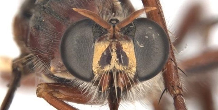 Фото: Twitter: @TheScienceRobin