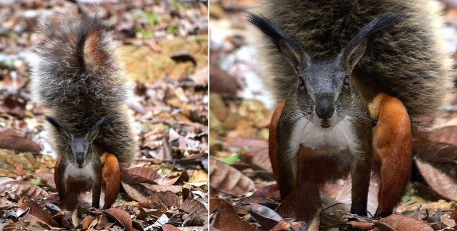 хохлатый суслик белка