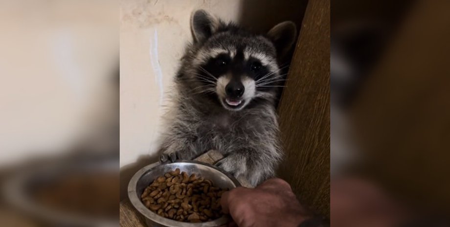 Енот, Славко, ВСУ, животные, война в Украине, фото