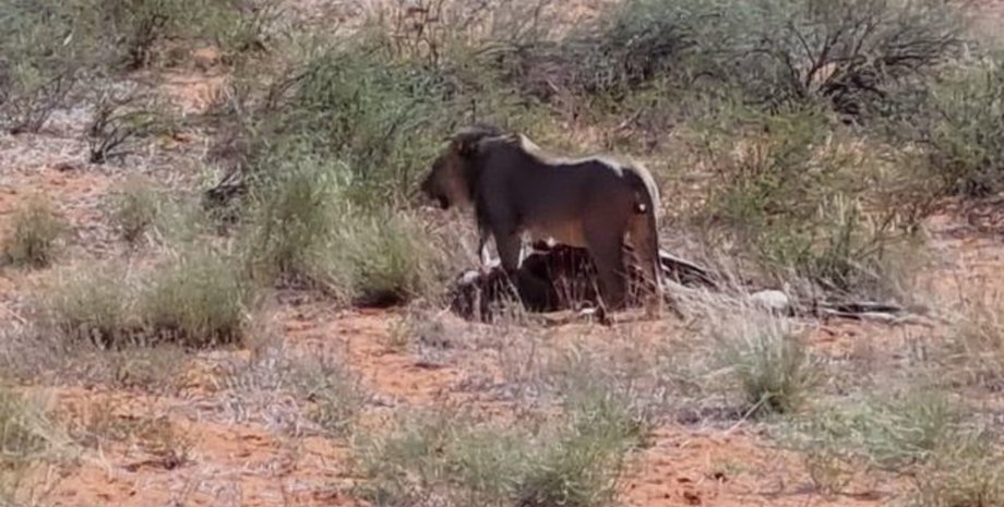 Лев, тварина, хижак,