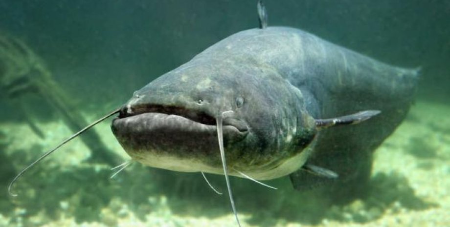 Мужчина поймал большого сома На Ровенщине мужчина поймал большого сома