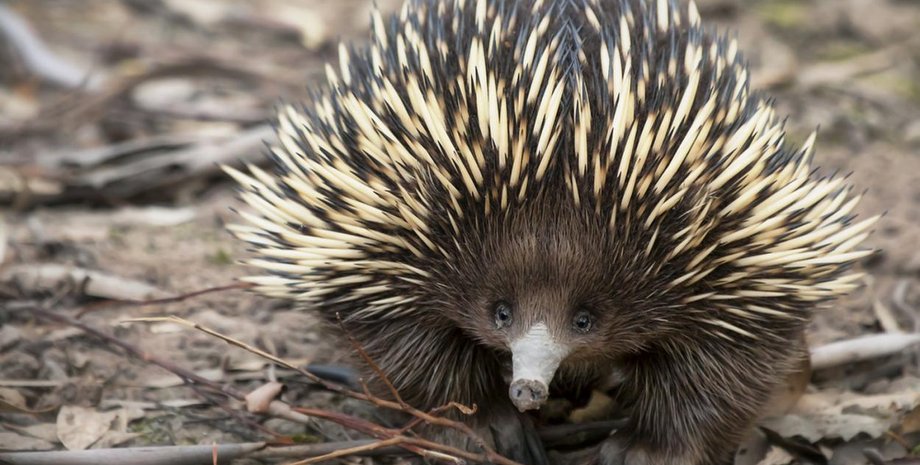 єхидна, вокалізації єхидн, єхидни видають звуки