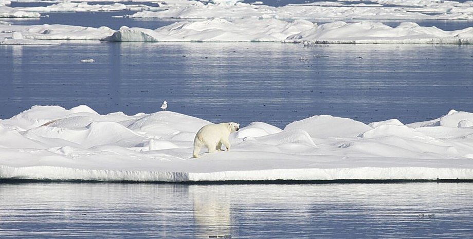 арктика таяние ледников