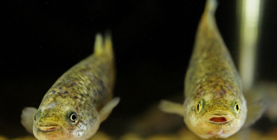 рыбка парамп