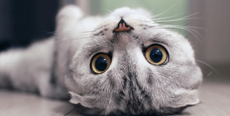 кошки, кошка микрогравитация