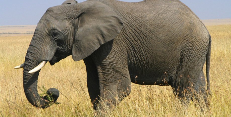 Фото: vchemraznica.ru