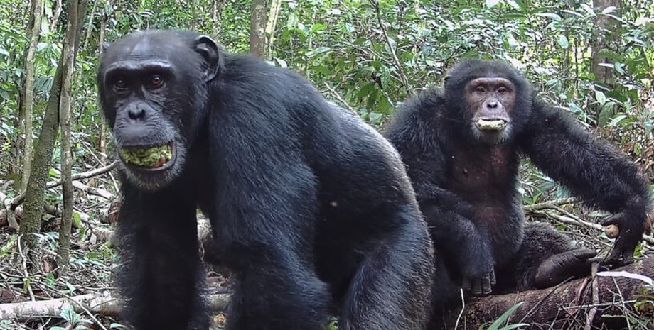 шимпанзе споживають алкоголь