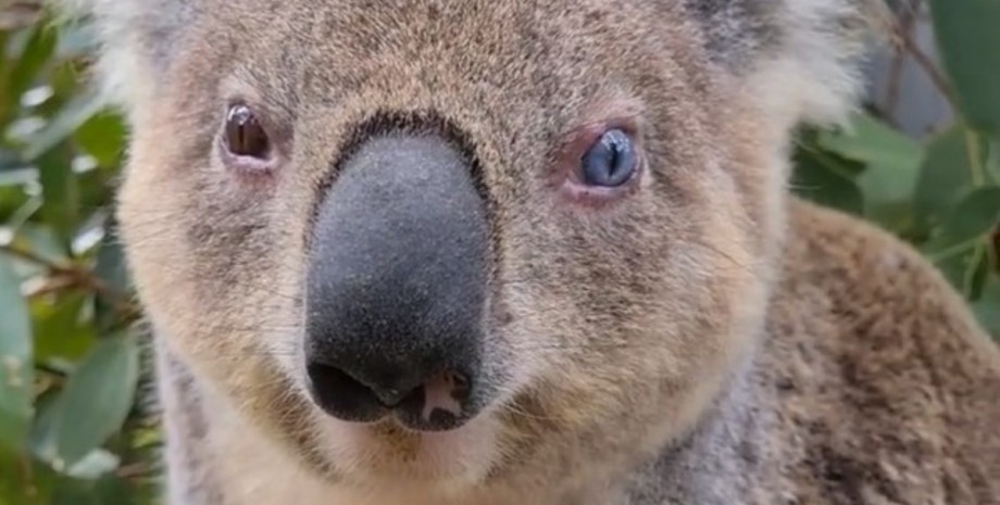 коала Тухі, колір очей, гетерохромія