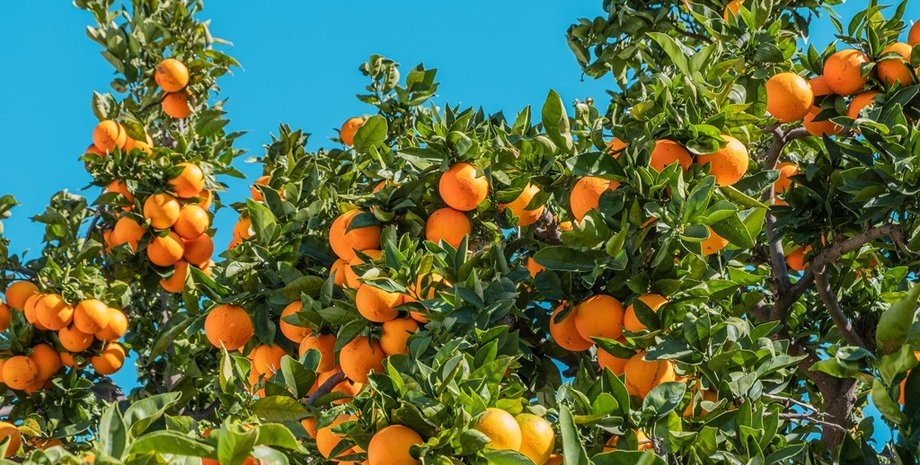 Чому зникають апельсини Що руйнує цитрусову галузь