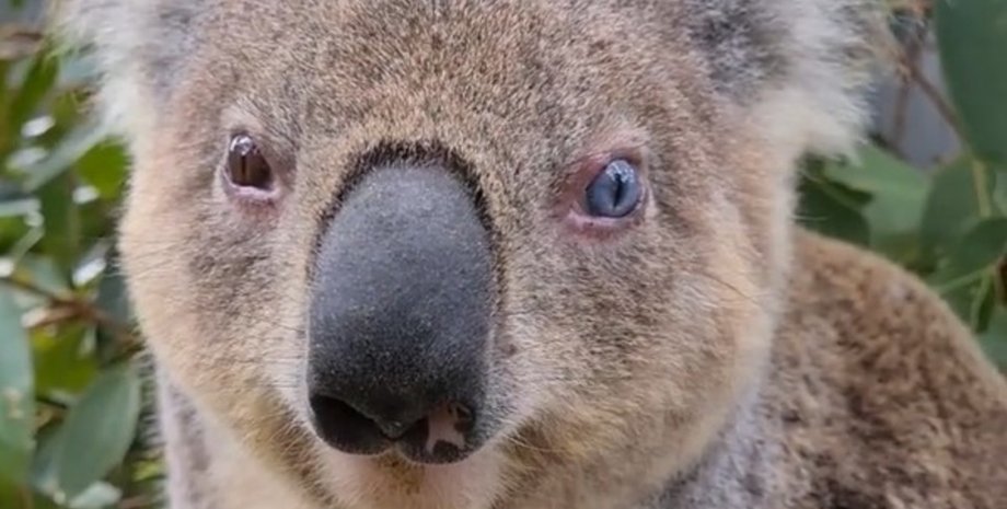 коала Тухи, цвет глаз, гетерохромия