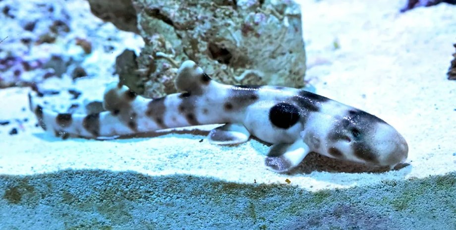 ходячая акула, ходячая акула детеныш