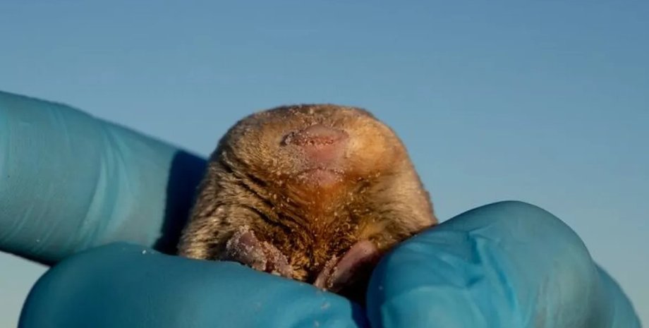 кріт, золотий кріт, золотий кріт Де Вінтона