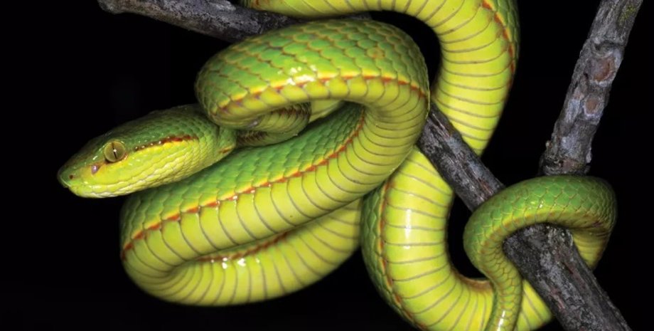 Фото: Aamod Zambre and Chintan Seth, Eaglenest Biodiversity Project