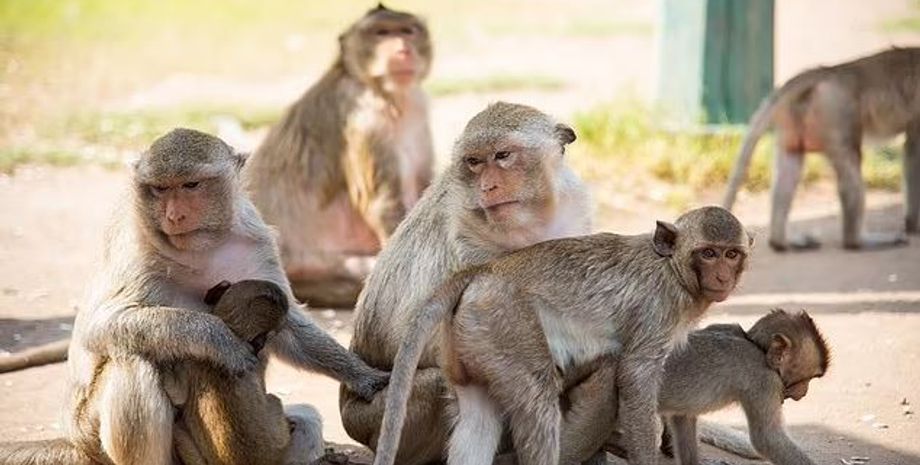 макака, макаки