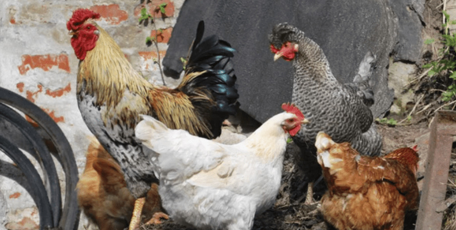 Курица официально стала самой старой в мире Книга рекордов Гиннеса показала самую старую в мире курицу