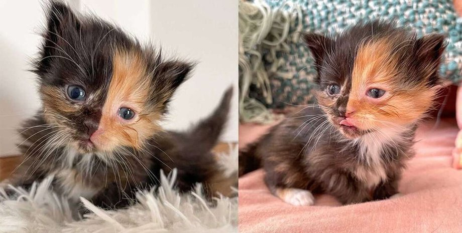 кошеня, Абрікосінка, хімерізм, фото