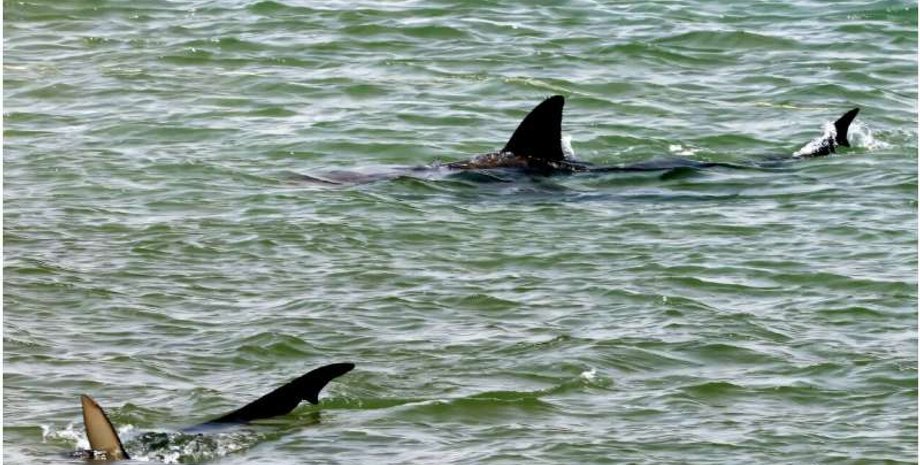 нападения акул