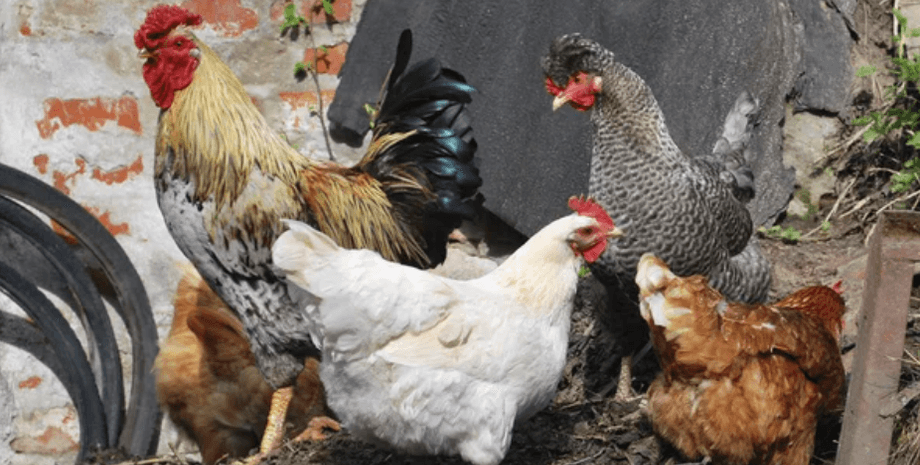 Книга рекордов Гиннеса показала самую старую в мире курицу