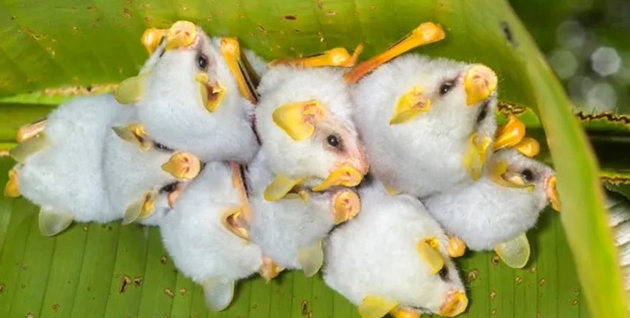 летучая мышь, гондурасская летучая мышь