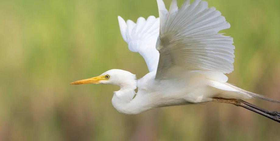 переліт білої чаплі