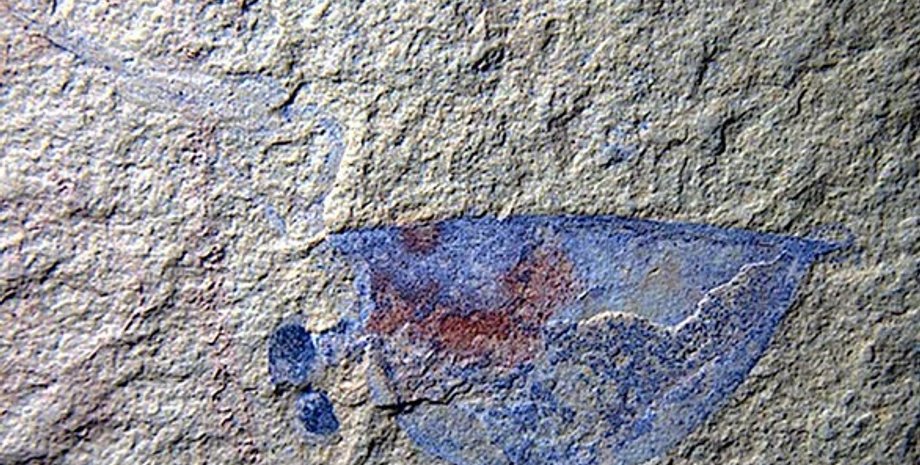 Ископаемое животное