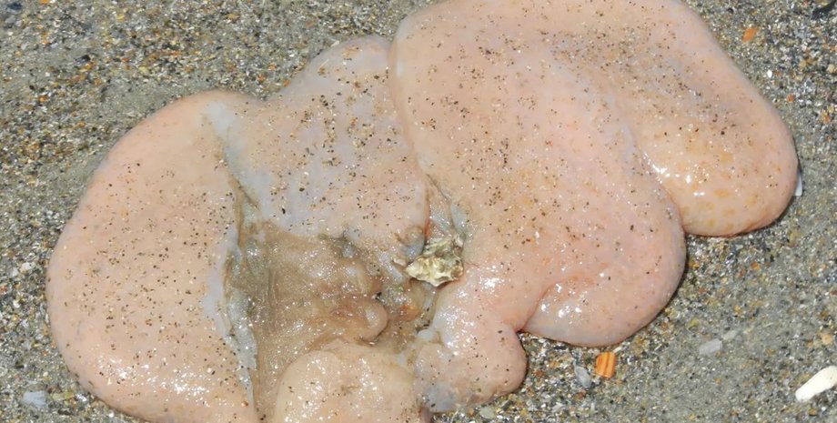 оболочник, морская свинина