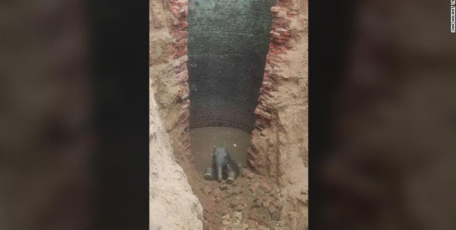 Слоненя, Індія, Рятувальники, Колодязь, Екскаватор