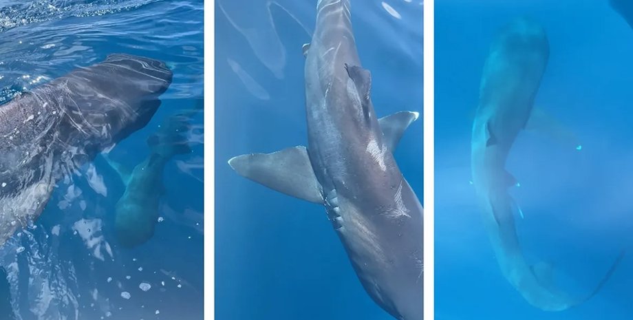 большеротые акулы