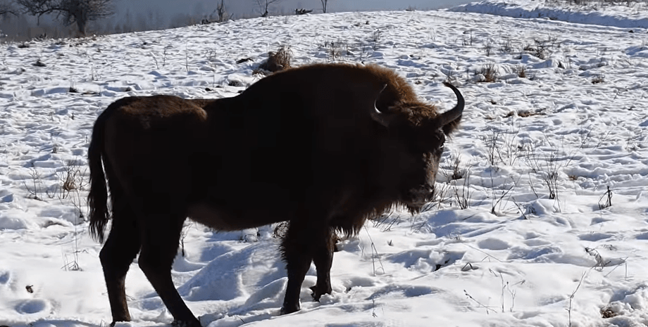 зубр, Муза, животное, лес, Буковина