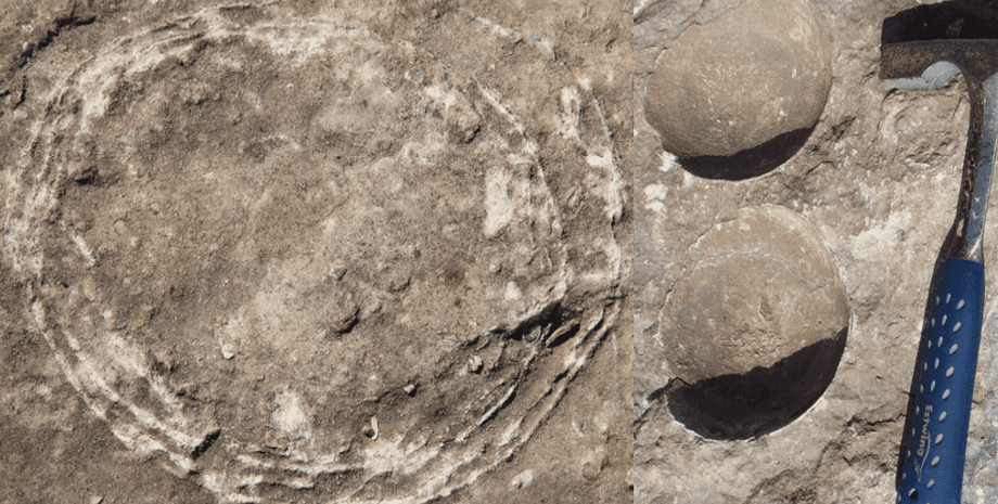 яйцо, скорлупа, фото