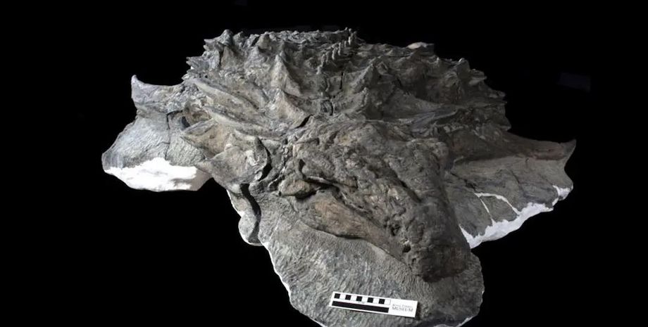 динозаври, палеонтологія, скам’янілості, анкілозаври