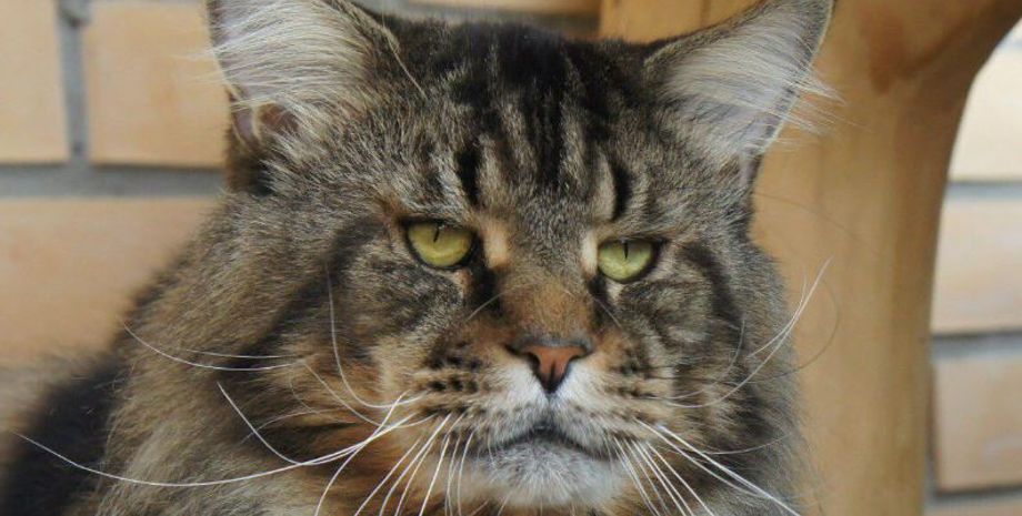 Кота породы мейн-кун выгуляли на поводке, после этого домашний любимец стал популярным