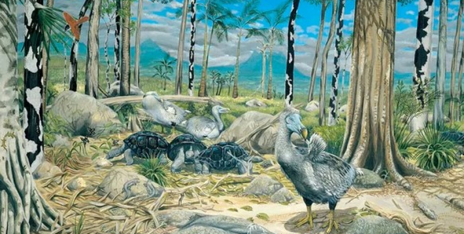 Незважаючи на те, що про додо написано багато, нам мало що відомо про їхнє життя додо, секрет додо