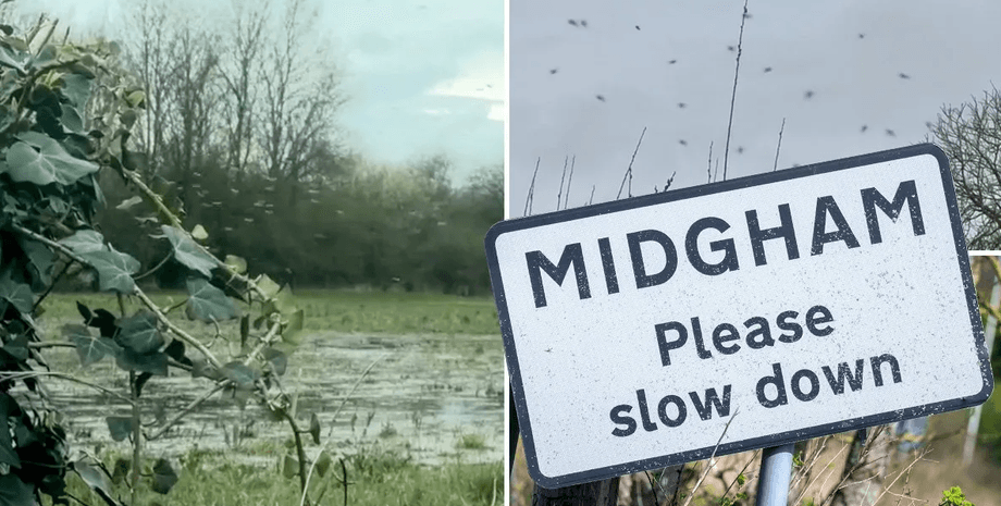 Нашествие насекомых, британская деревня, заполонили дома, садятся на людей, облепили машины, мягкая зима, мошки, насекомые
