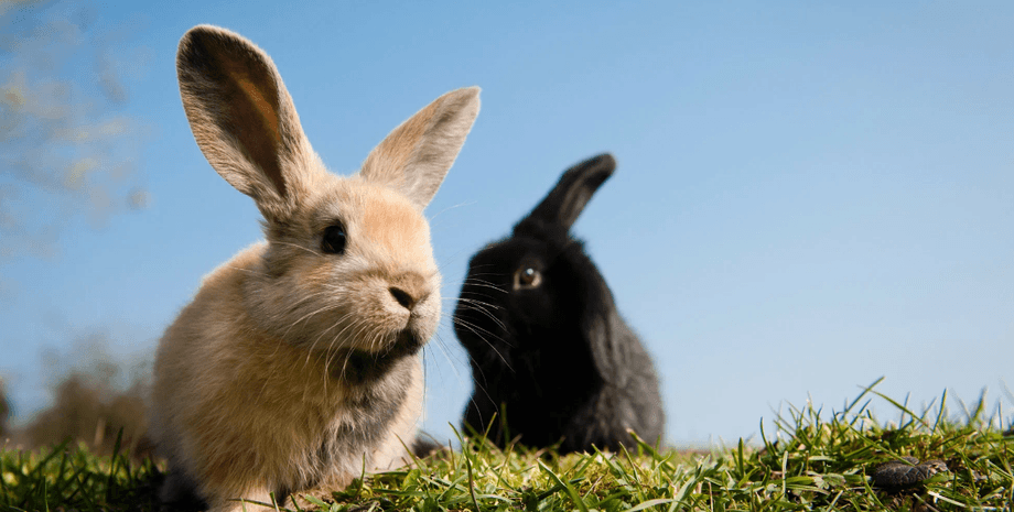 Листи з марками першого класу ціною 6,5 пенні були написані в Дуллінгемі