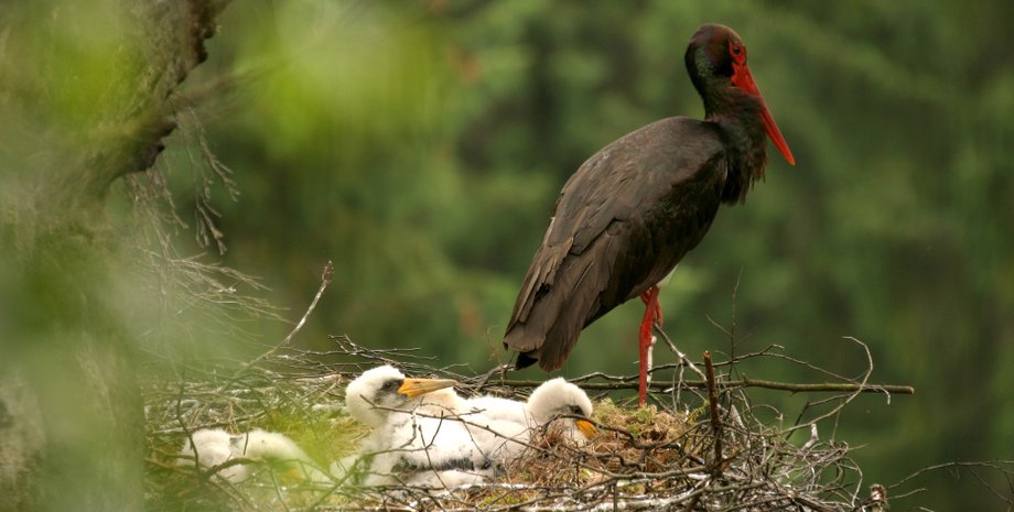 аист черный, НБУ, монеты, коллекционеры, нумизматы, Чернобыль, природа