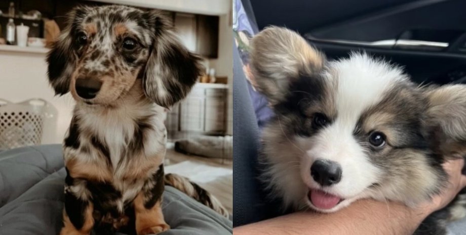 Такса и корги от которых появился на свет необычный щенок