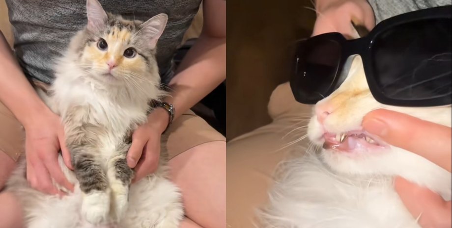 Кішка із золотим зубом, золота коронка, кішка Тофу TikTok, 5 тисяч доларів за зуб, золоте ікло у кішки, кішка зламала зуб