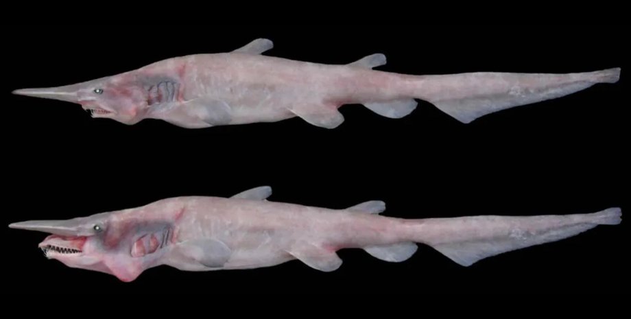 редкая акула гоблин