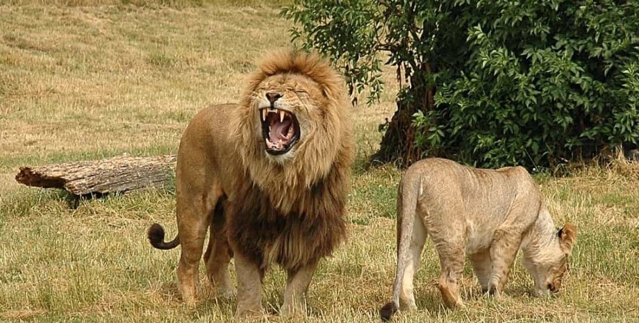 львы, хищники