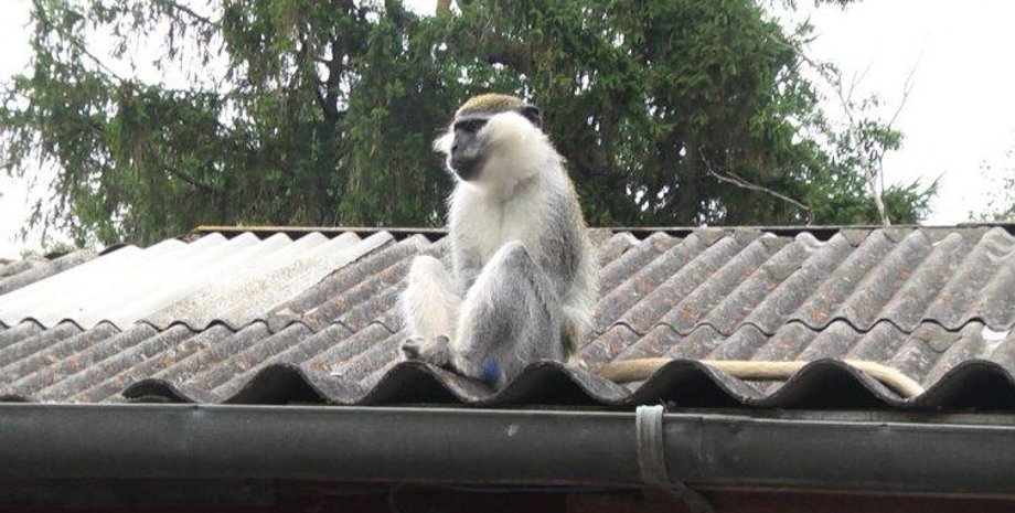 Мавпа Гарік