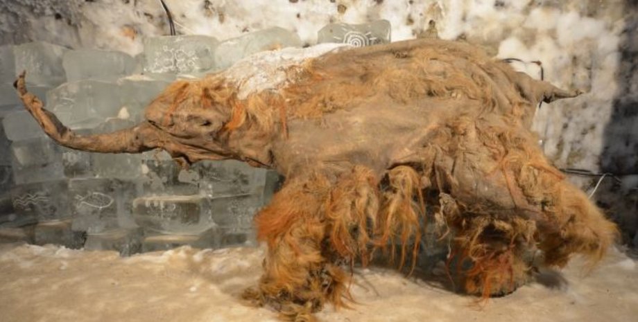 мамонт Юка РНК мамонт Юка РНК