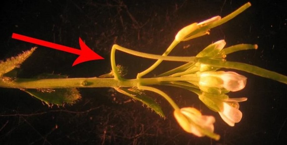 Растение Резуховидка Таля