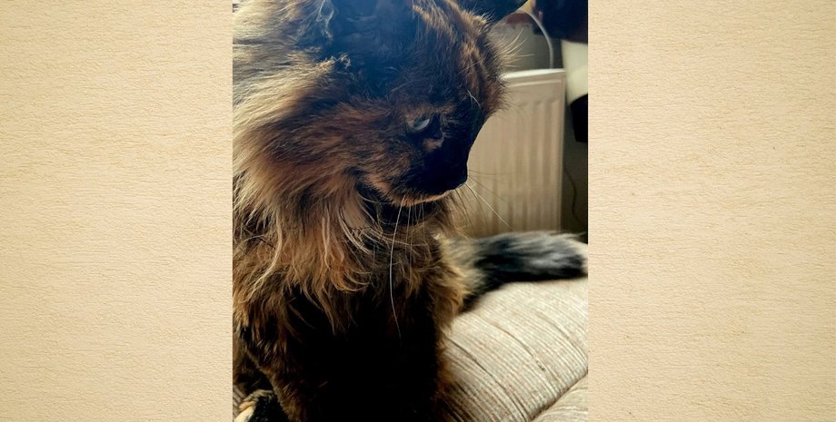 старейшая кошка, кошка рози, кошка долгожительница