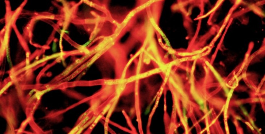 Нитевидный гриб Podospora anserina грибы, мицелий, мицелий грибов