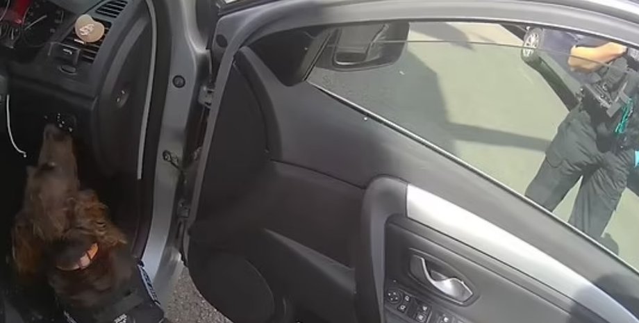 собака, наркотики