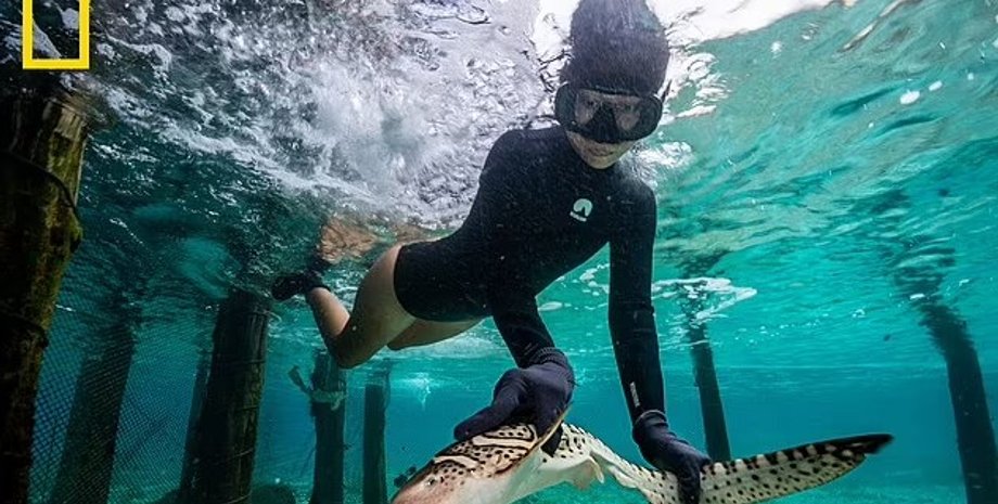 зебровая акула